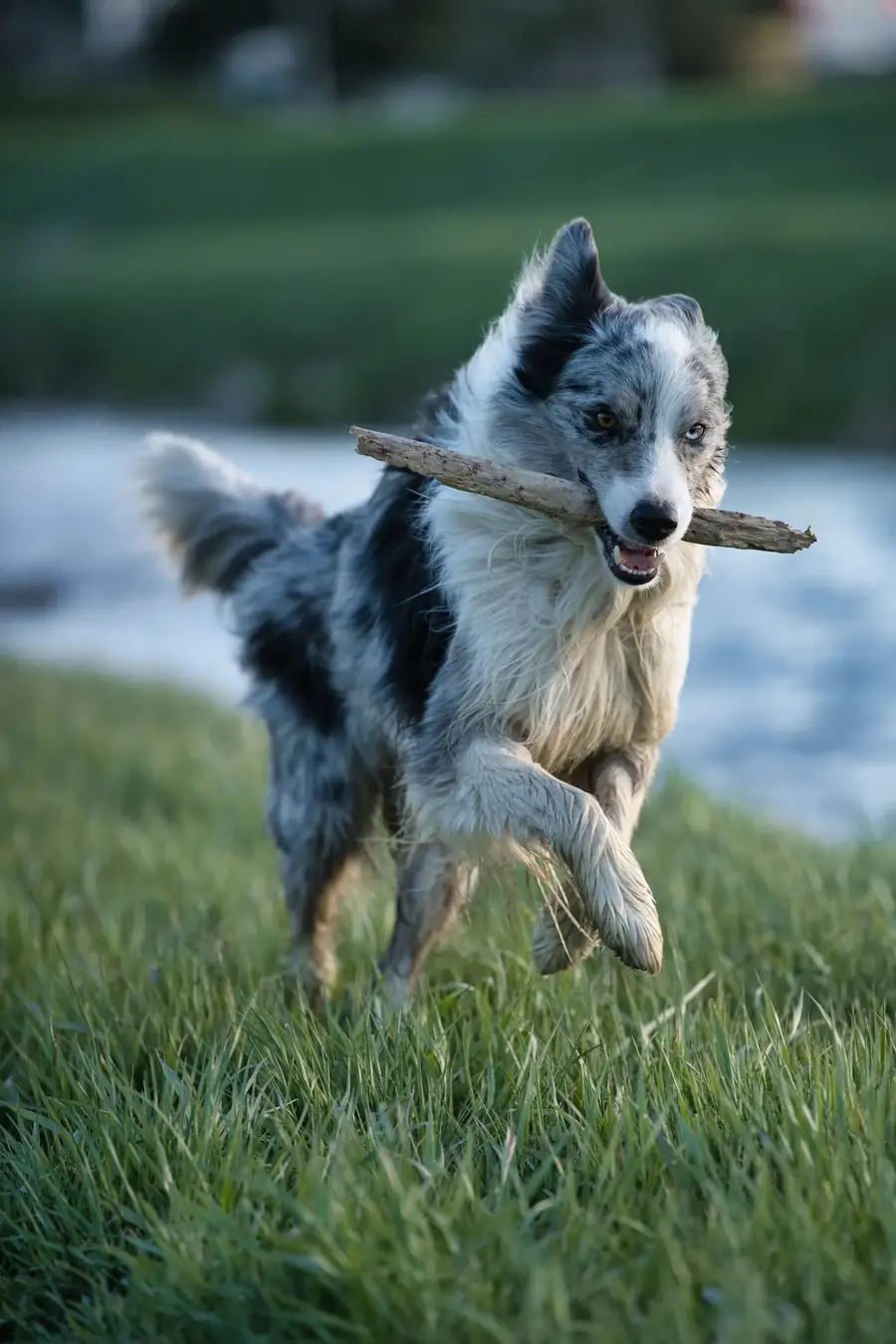 An energetic border collie running through grass with a stick